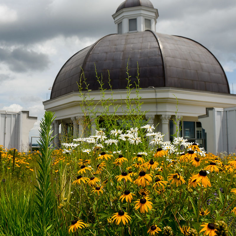 Flowers on the Green Roof of the Johnson Center