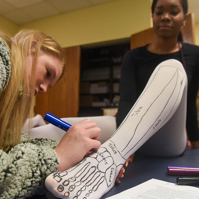 An exercise science student labels leg bones drawn on the leg of another student