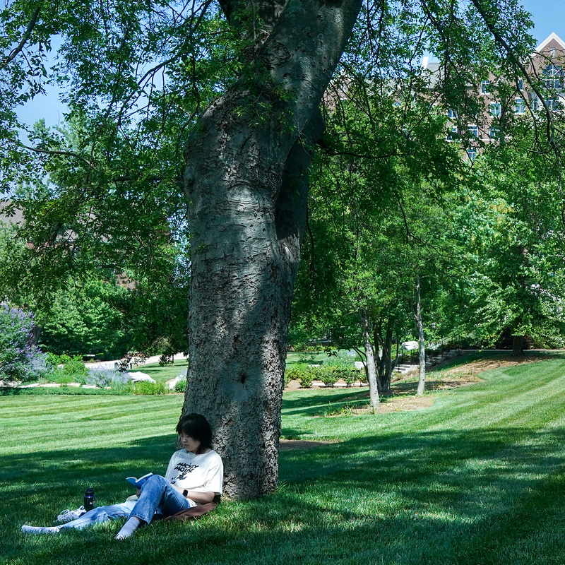 A student sitting under a tree