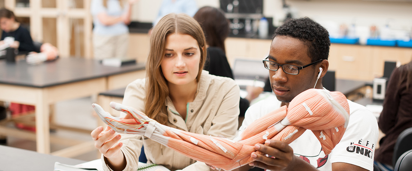Two students sit at a classroom desk and assess a model of the muscles in a human arm.