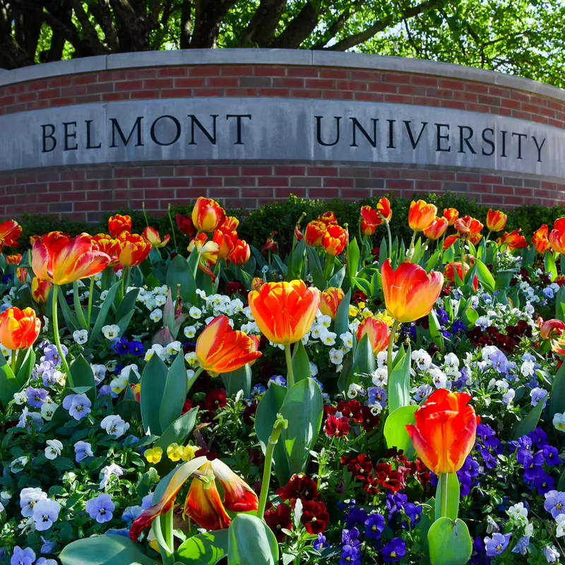 A vibrant flower bed with orange tulips and colorful pansies blooms in front of a brick sign reading "Belmont University" under lush green trees.