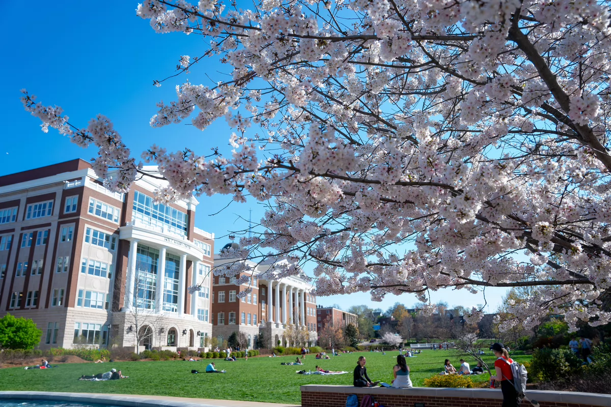 Springtime university scene with cherry blossoms in full bloom. Students relax on a sunlit lawn near grand, columned buildings under a clear blue sky.
