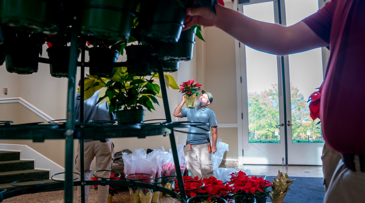 Workers arrange poinsettia plants in a bright room with large windows. 