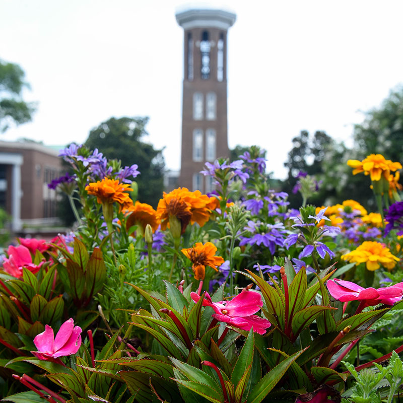 Belmont's bell tower with flowers in the foreground
