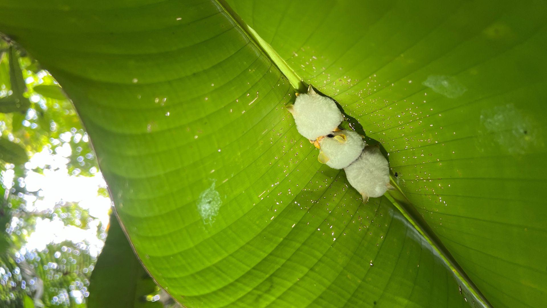 Bats in Costa Rica