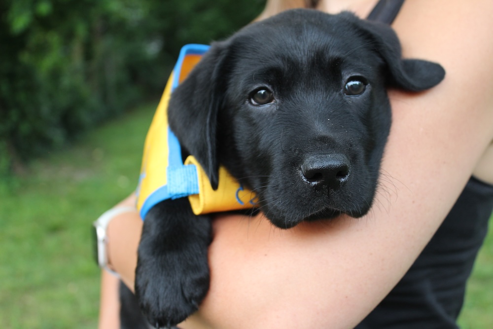 Paddy as a small puppy