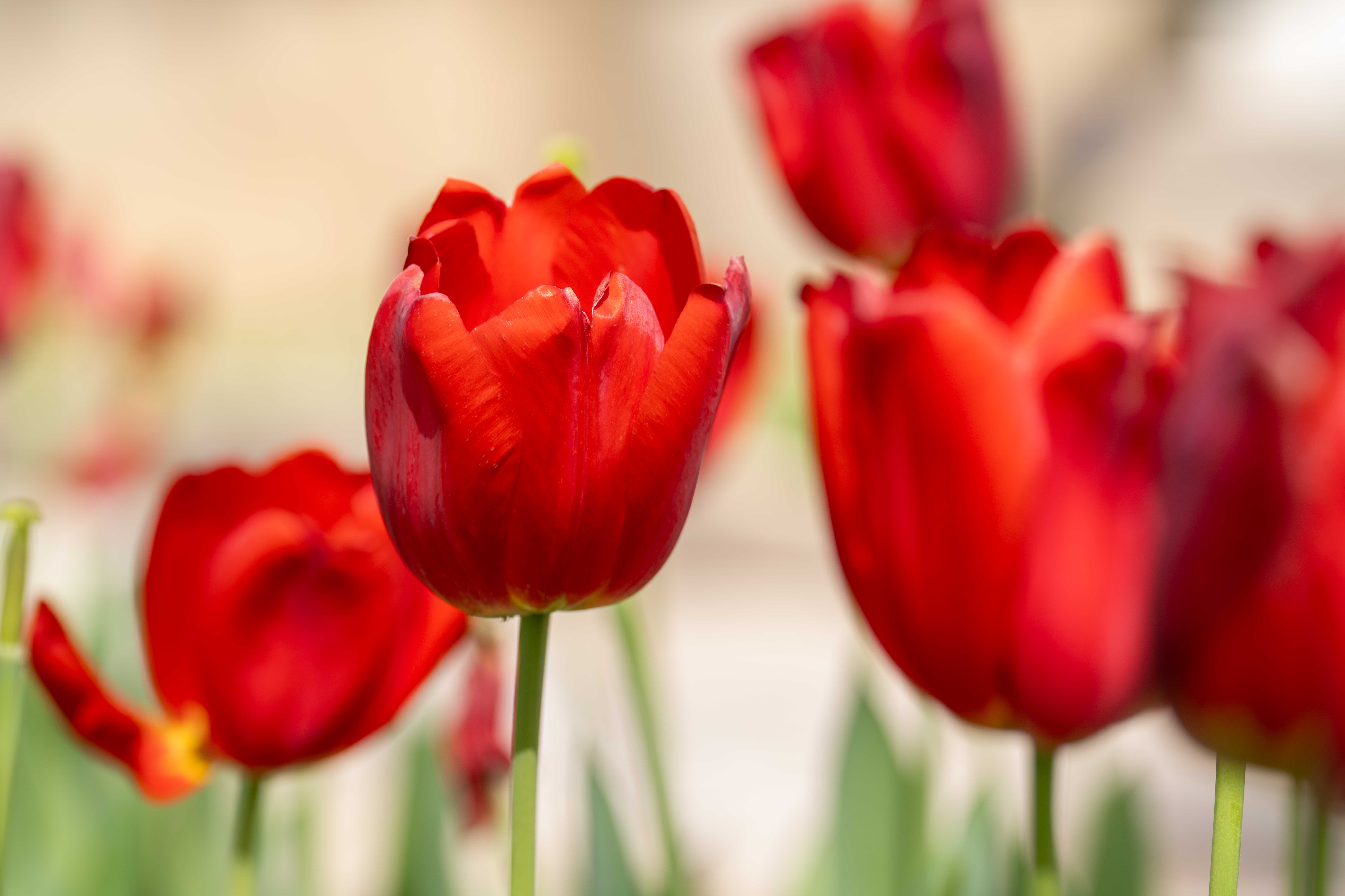 Red tulips