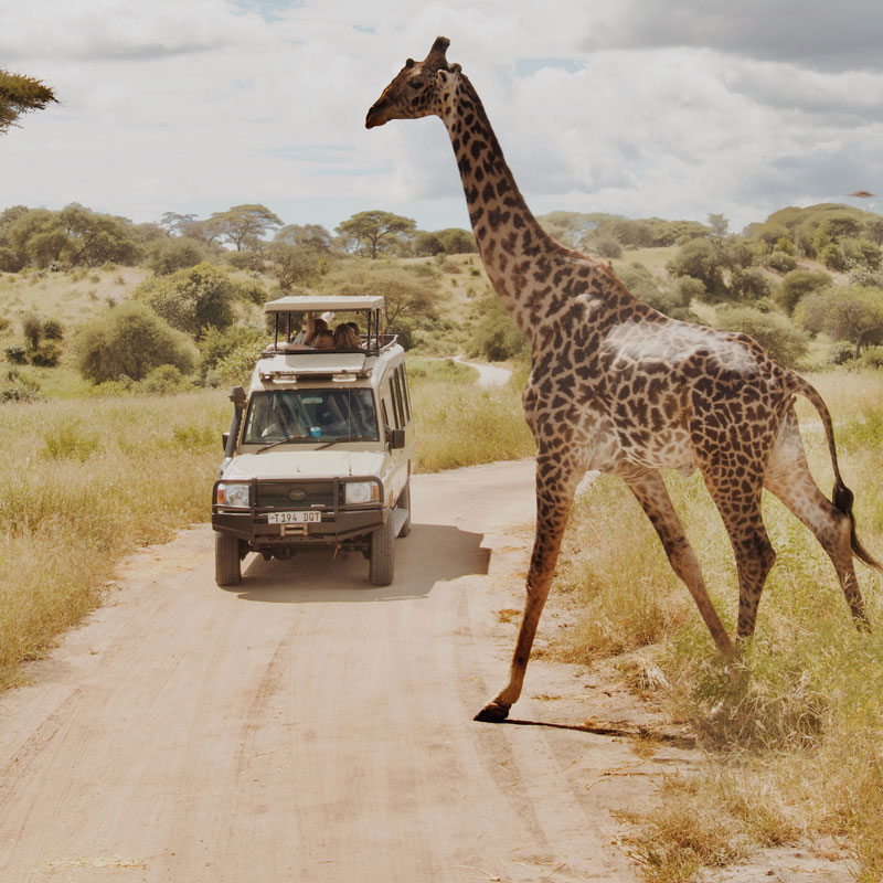 Giraffe standing near a safari vehicle with people in it