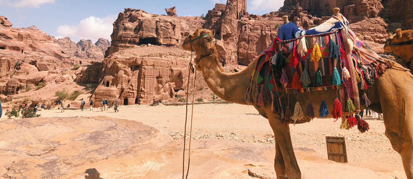 Camel standing in rocky desert with colorful saddle