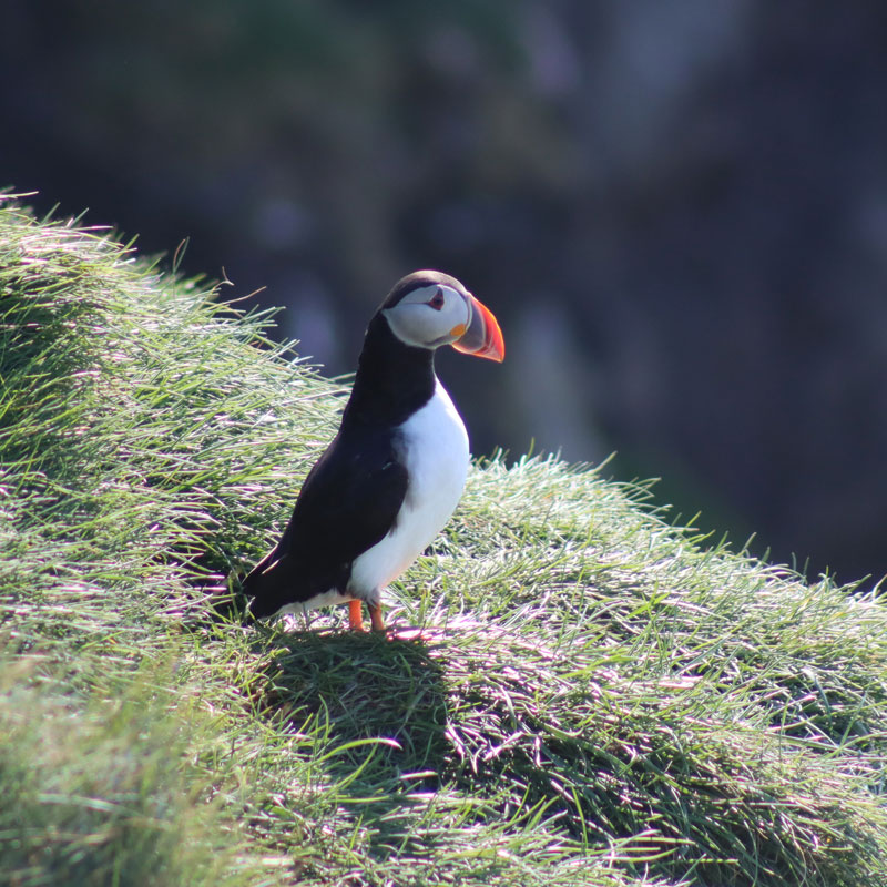 A puffin standing in the grass