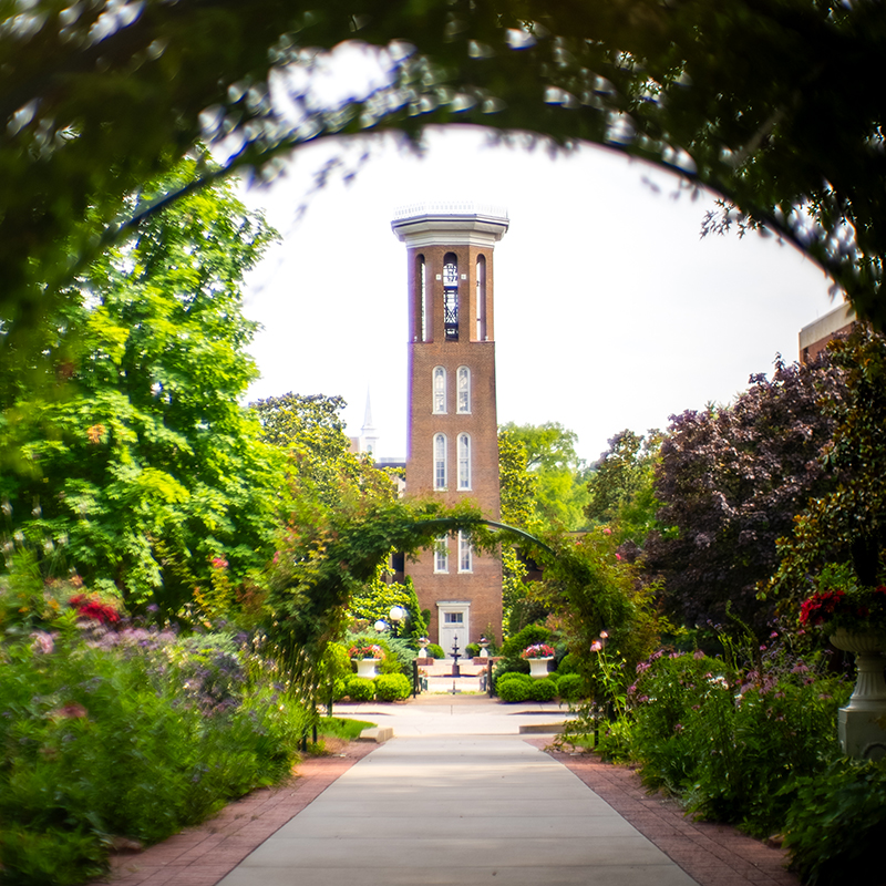 A tall bell tower framed by arches of plants in the foreground with a sidewalk leading to the tower. 